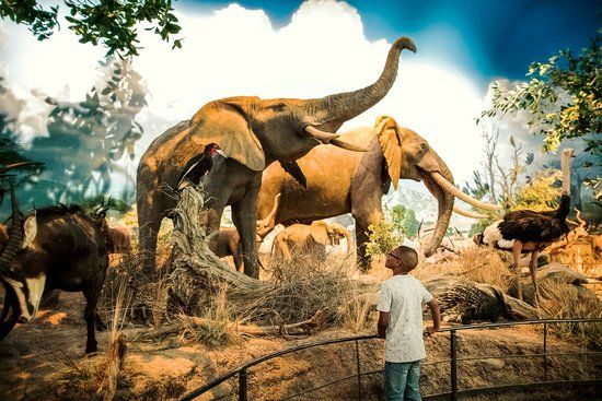 Johnny Morris' Wonders of Wildlife National Museum and Aquarium