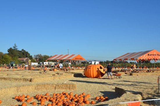Spina Farms Pumpkin Patch