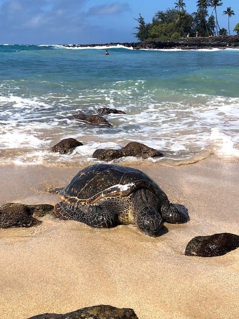 Poipu Beach Park