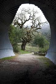 Bay Area Ridge Trail
