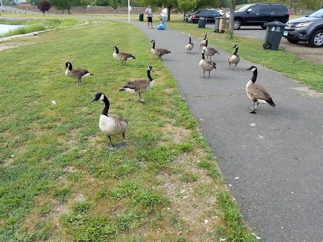 Cummings Park