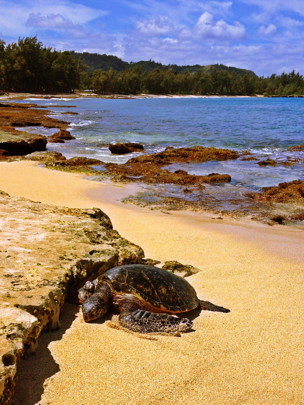 Turtle Bay