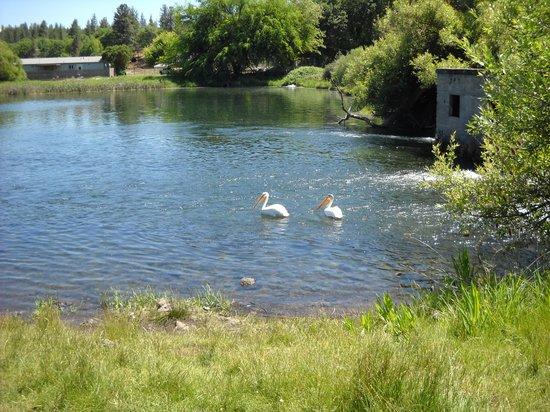 Sacramento River Trail