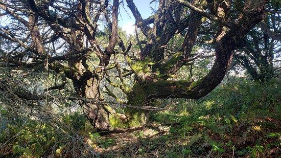 Red Hill Trail