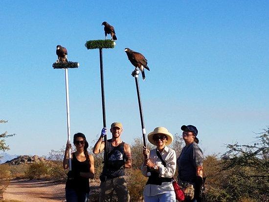 Sonoran Desert Falconry