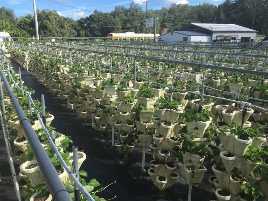 Hydro Harvest Farms