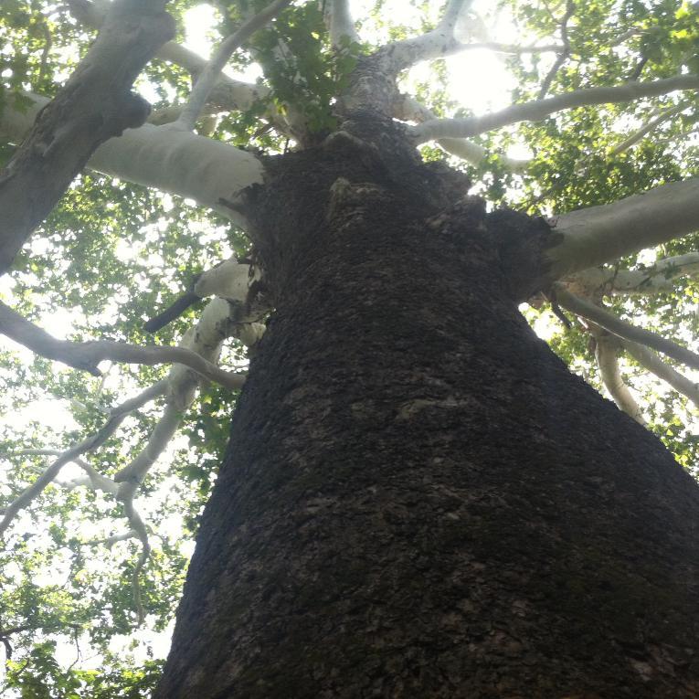 Cedar Grove Park
