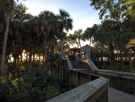 Gumbo Limbo