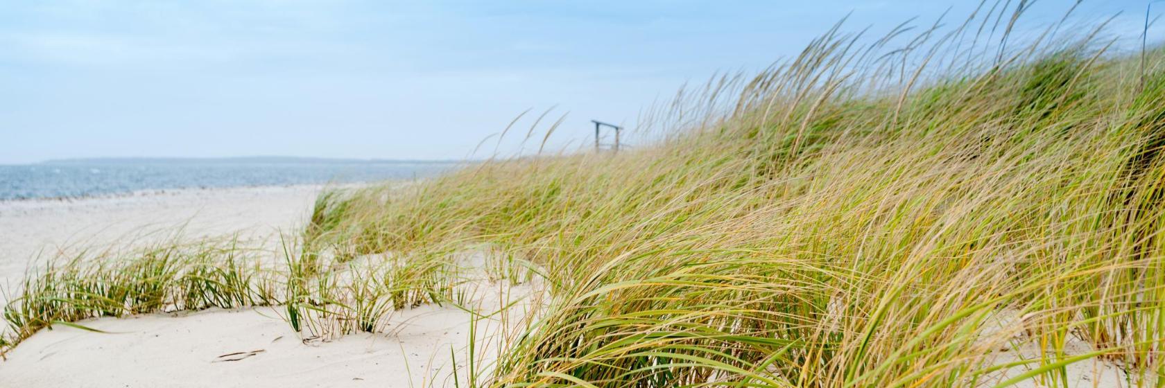 Seagull Beach