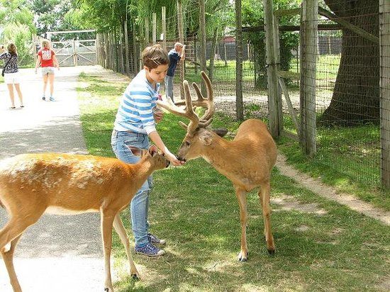 Wisconsin Deer Park