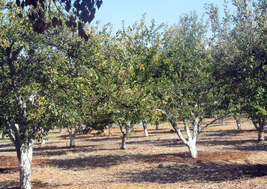 Historic Orchard