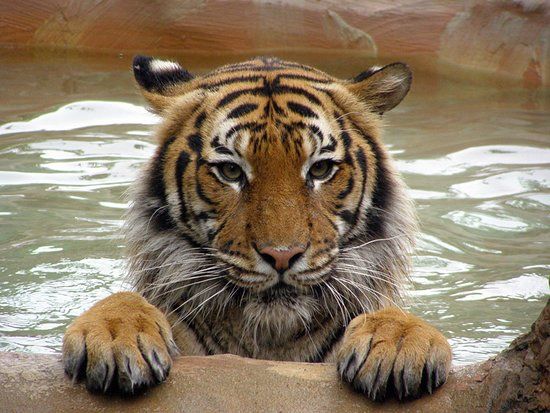 Little Rock Zoo