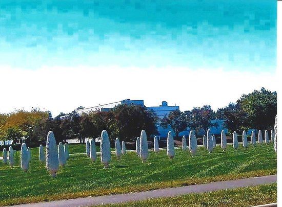 Field of Giant Corn Ears