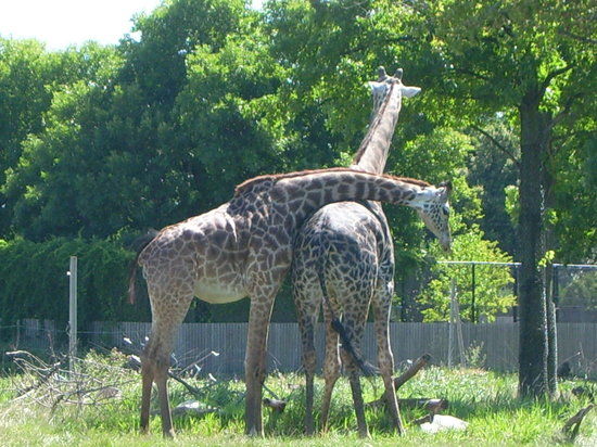 Toledo Zoo