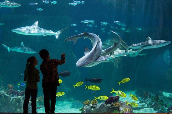 Loveland Living Planet Aquarium