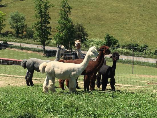 Fort Chiswell Animal Park