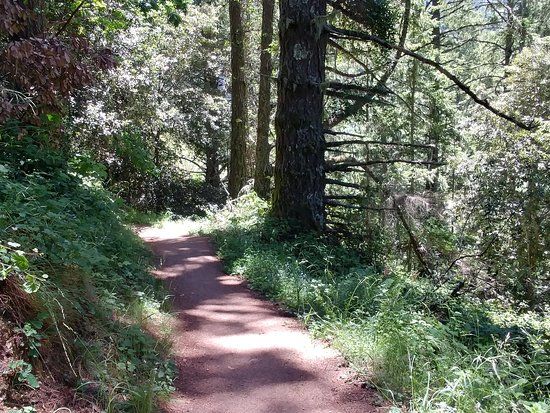 Purisima Creek Redwoods