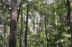 Maryville-Alcoa Greenway
